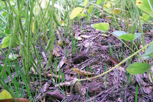Real World Forage Oat Blend winter-hardy deer food plot oats