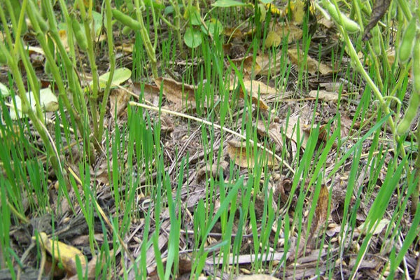 Real World Forage Oat Blend winter-hardy deer food plot oats