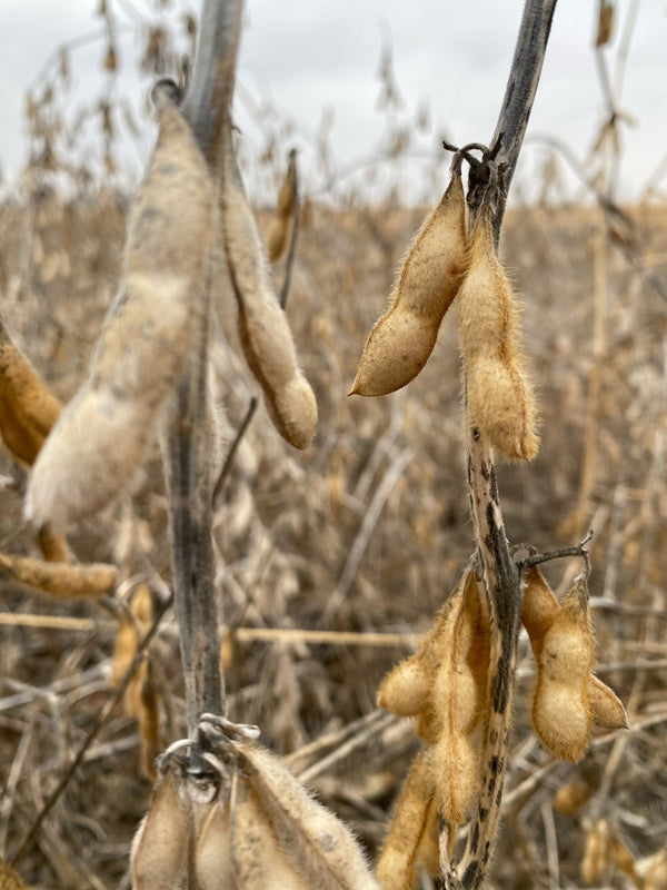 Real World ENLIST Soybean Food Plot Blend