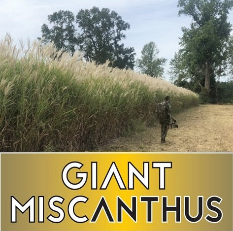 Giant Miscanthus rhizomes - perennial screening and bedding grass for deer habitat and food plot cover