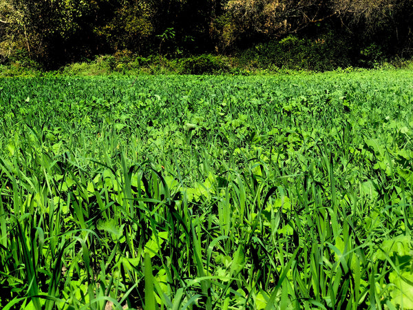 Real World Deadly Dozen full-season food plot seed mix for deer