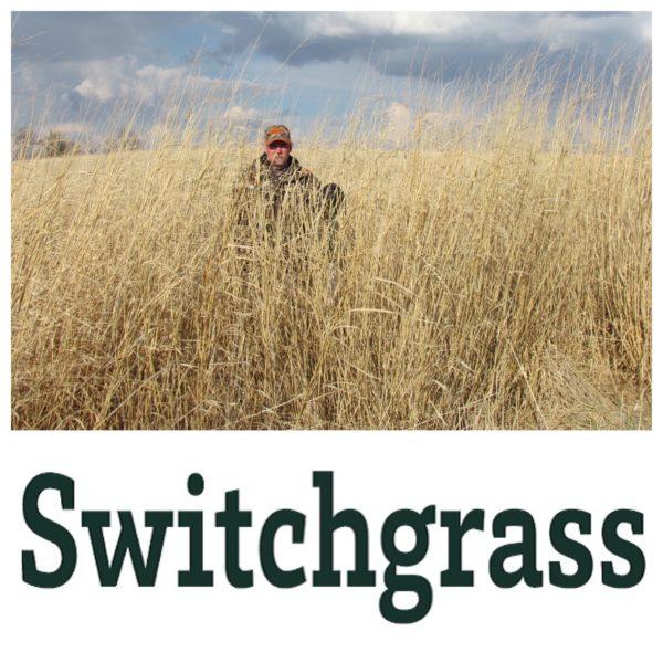 Bag of Real World Switchgrass seed for bedding cover and screening