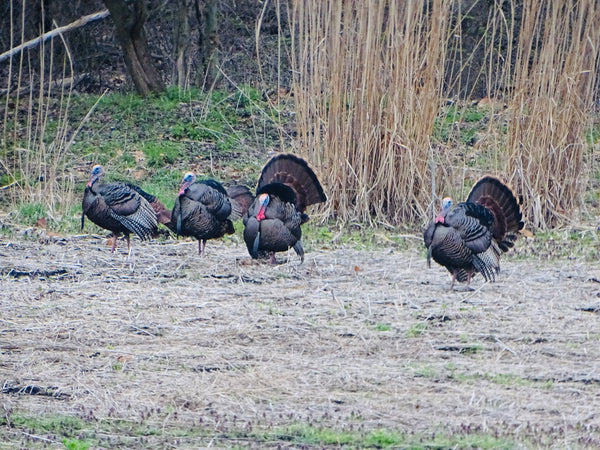 Turkey Hunting Products