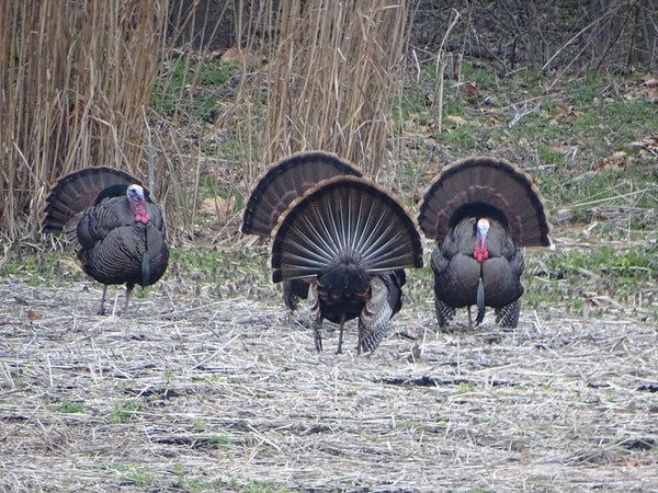 Spring Turkey Hunting