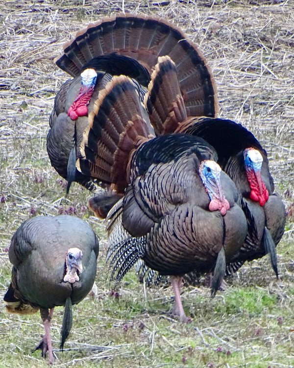 Spring Turkey Hunting