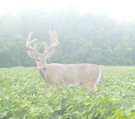 Generation 2 Soybeans