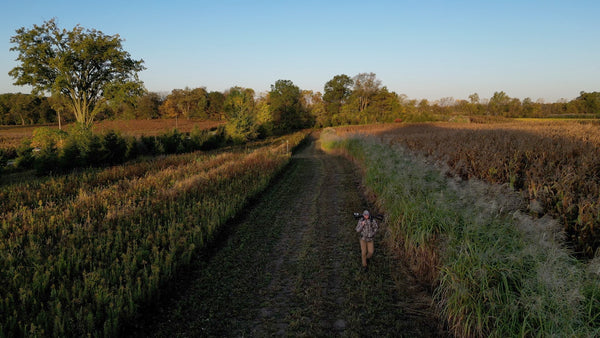 Miscanthus