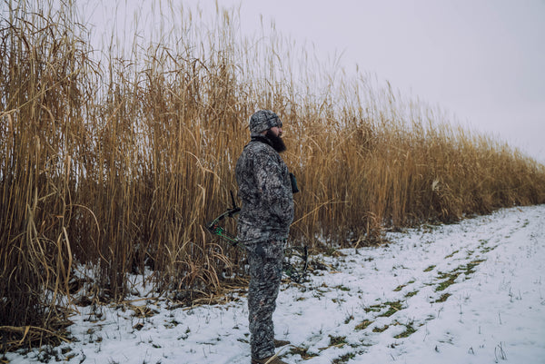 Real World Giant Miscanthus