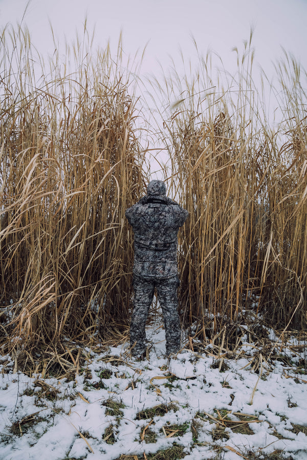 Real World Giant Miscanthus