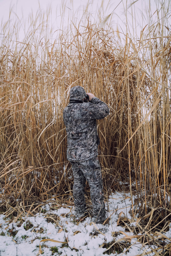 Real World Giant Miscanthus