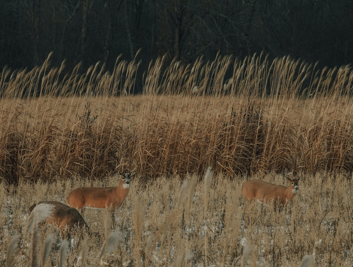 Everything you need to get ready for Deer Hunting Season