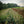 Wildlife Grain Sorghum Blend - drought-tolerant grain food plot seed for deer, turkey, and upland birds