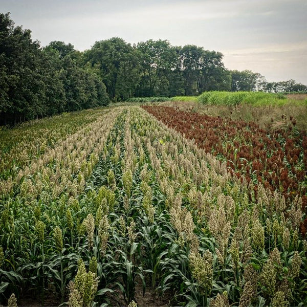 Wildlife Grain Sorghum Blend - drought-tolerant grain food plot seed for deer, turkey, and upland birds