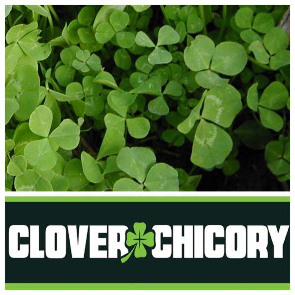 Bag of Clover / Chicory Blend