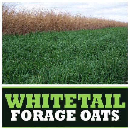 Whitetail Forage Oat Blend