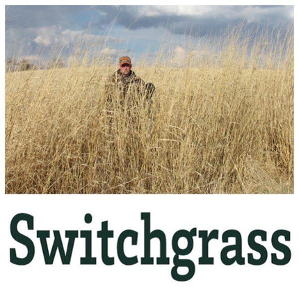 Switchgrass - A Man Standing in Tall Grass