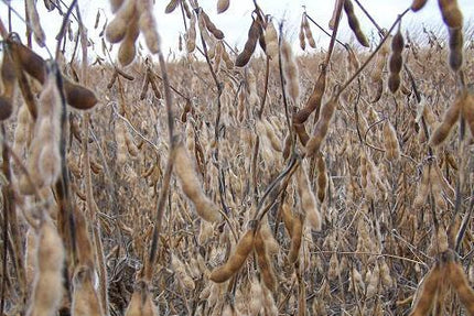 Real World Generation-2 Soybeans (50 lb. Bag)